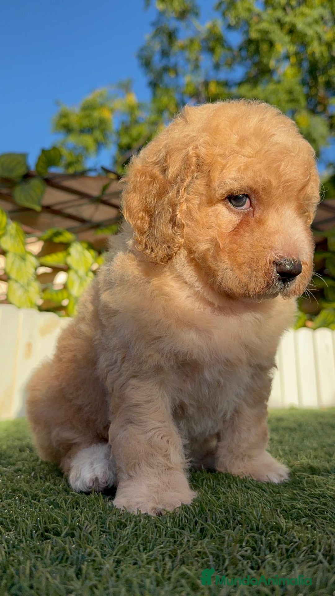 Perro de Agua Español perros en venta: PERRO DE AGUA ESPAÑOL  - Imagen 5