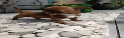 Chihuahua perros en venta: Chihuhua toy  - Anuncio 2