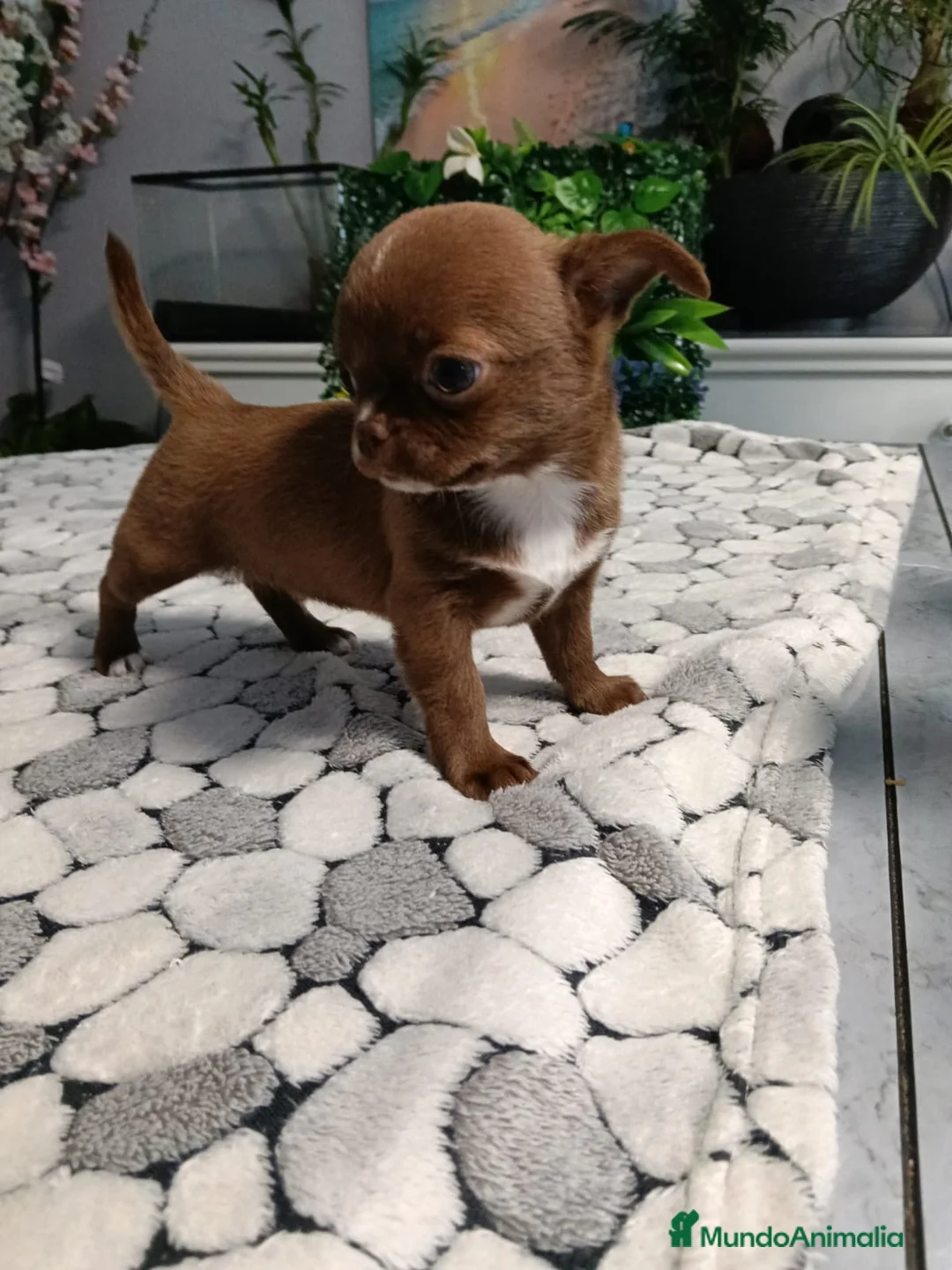 Chihuahua perros en venta: Chihuhua toy  - Anuncio 2