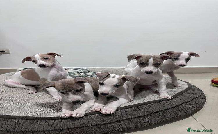 Whippet perros - Propaganda 3
