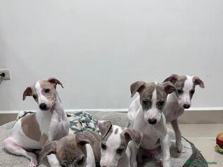 Whippet perros - Anuncio 3