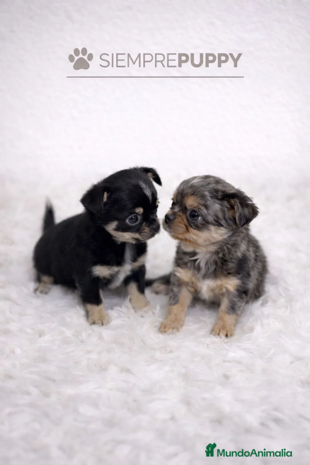 Chihuahua perros en venta: CHIHUAHUA LÍNEA RUSA MICRO TOY - Anuncio 1