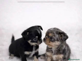 Chihuahua perros CHIHUAHUA LÍNEA RUSA MICRO TOY - Anuncio 1