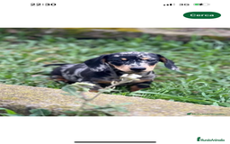 Teckel Miniatura perros en venta: TECKEL MINIATURA HEMBRA MERLE  en Barcelona - Imagen 3
