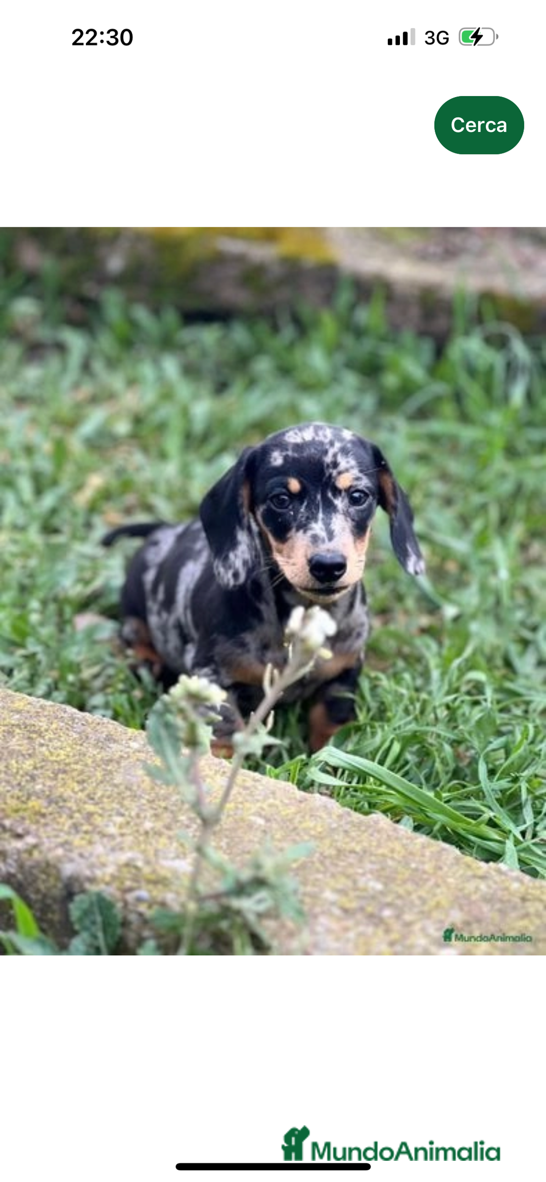 Teckel Miniatura perros en venta: TECKEL MINIATURA HEMBRA MERLE  en Barcelona - Imagen 3