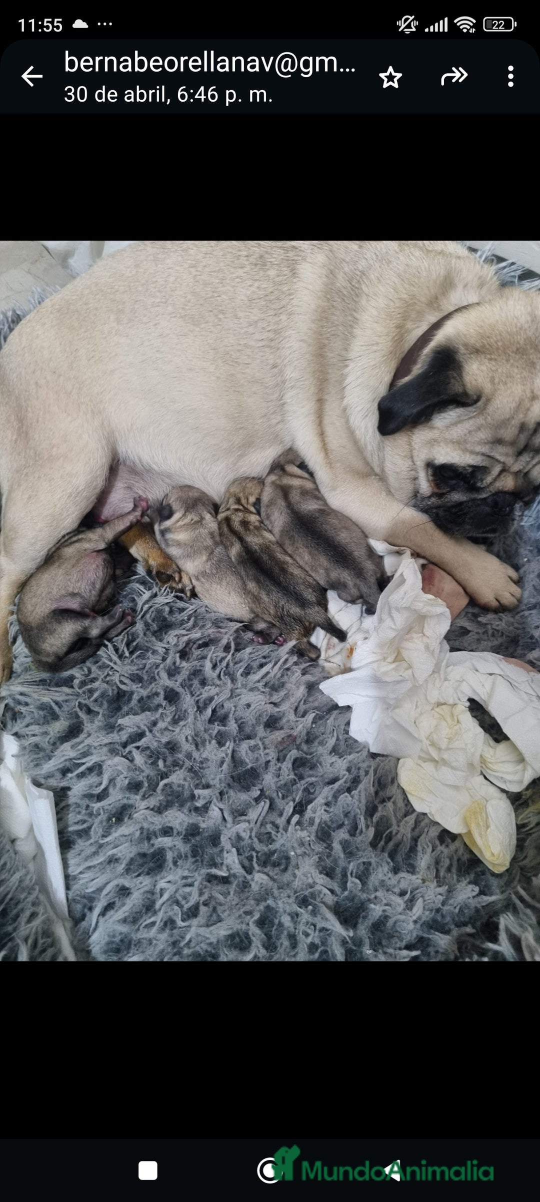 Carlino - Pug perros en venta: Carlino - Anuncio 5