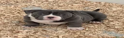 American Bully perros en venta: Camada American Bully  - Anuncio 5