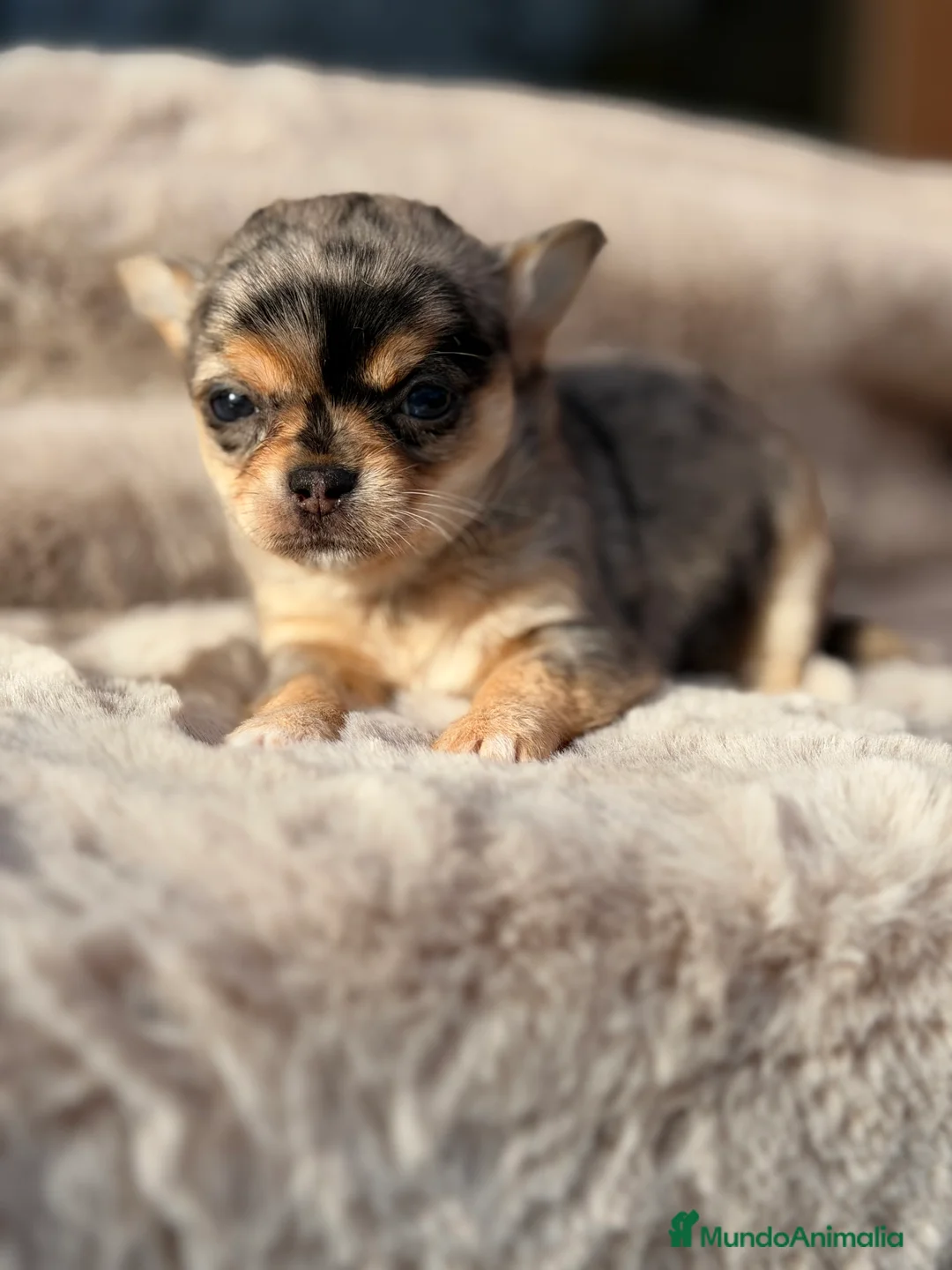 Chihuahua perros en venta: Chihuahua Merle  - Anuncio 4