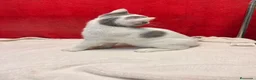 Británico de Pelo Corto gatos en venta: Kiko Gatito arlequín azul monismo!!  - Anuncio 8