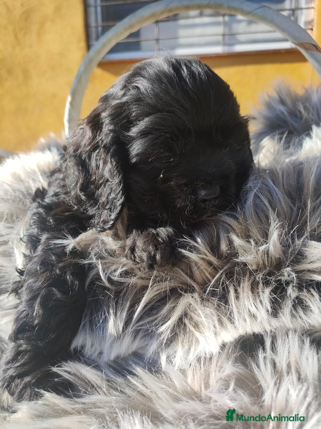 Cocker Spaniel Americano perros en venta: Cocker Americano de Carfi - Anuncio 10