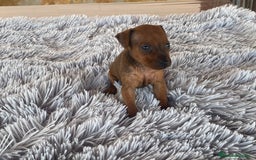 Pinscher Miniatura perros en venta: Mini Pincher hembra - Imagen 3
