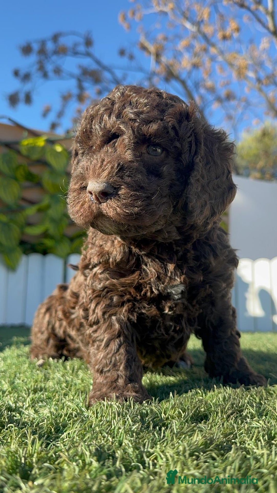 Perro de Agua Español perros en venta: PERRO DE AGUA MACHO - Anuncio 3