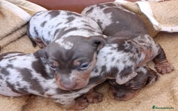 Teckel perros en venta: Teckel kaninchen Arlequínes y colores bellisimos - Imagen 5
