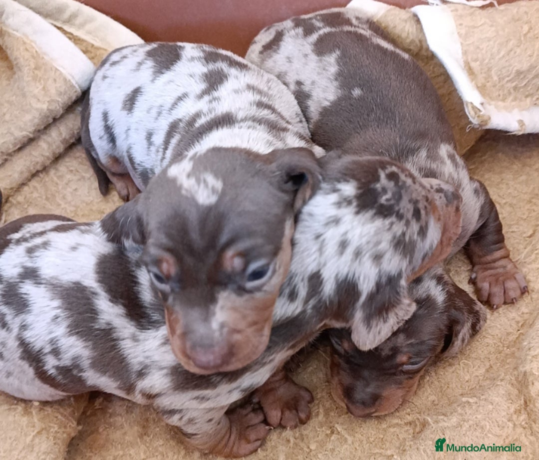 Teckel perros en venta: Teckel kaninchen Arlequínes y colores bellisimos - Imagen 5