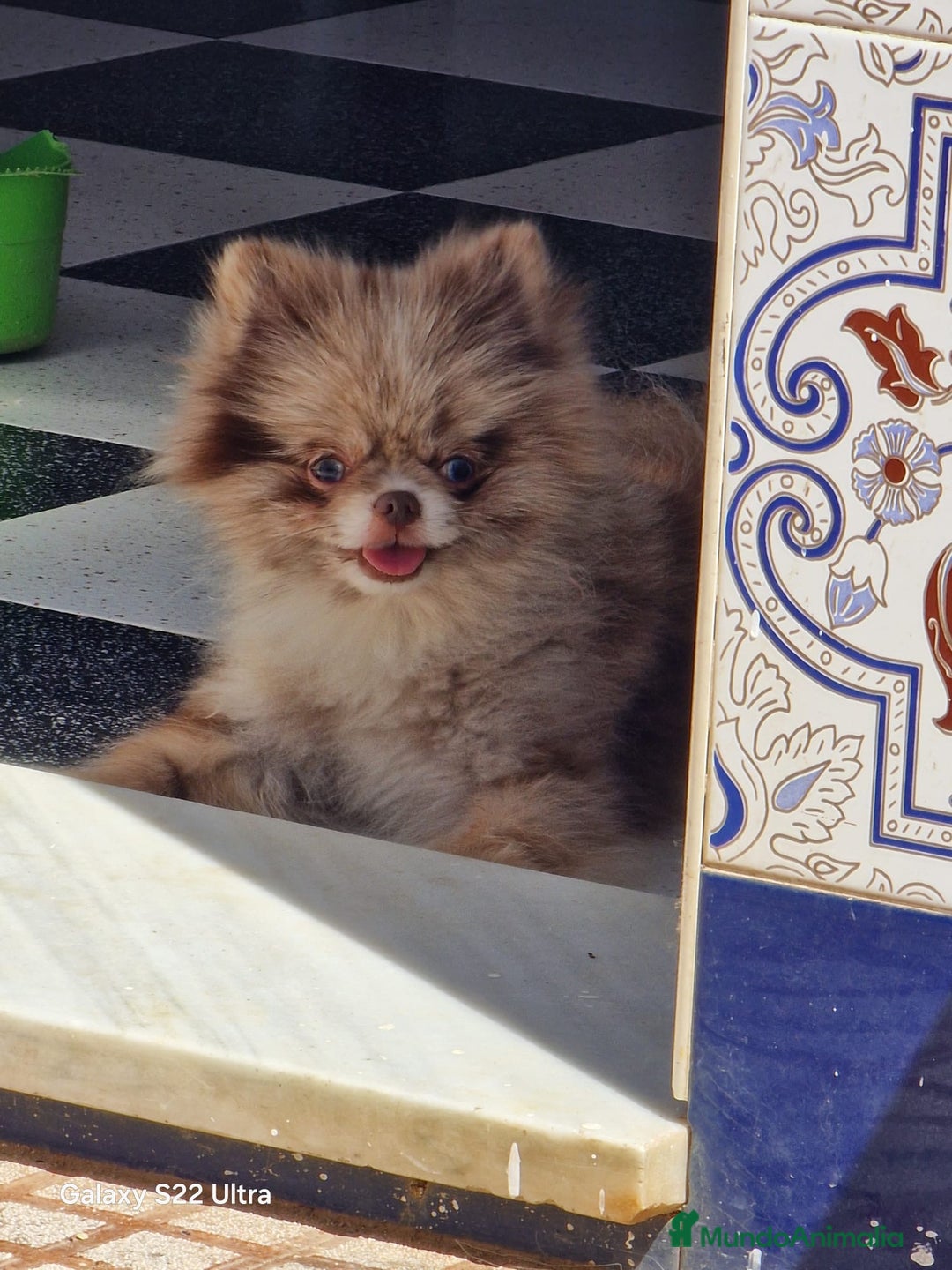 Pomerania perros para monta: Ejemplar de Lulu de Pomerania Merle ojos blue. en Badajoz - Imagen 3