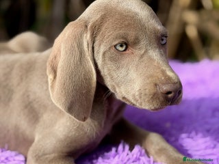 Weimaraner perros Braco de weimar disponible - Anuncio 1