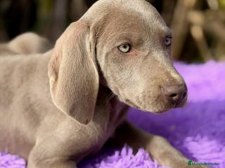 Weimaraner perros Braco de weimar disponible - Anuncio 19