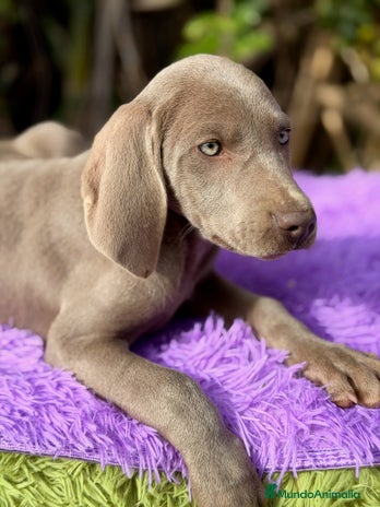 Weimaraner perros Braco de weimar disponible - Anuncio 1