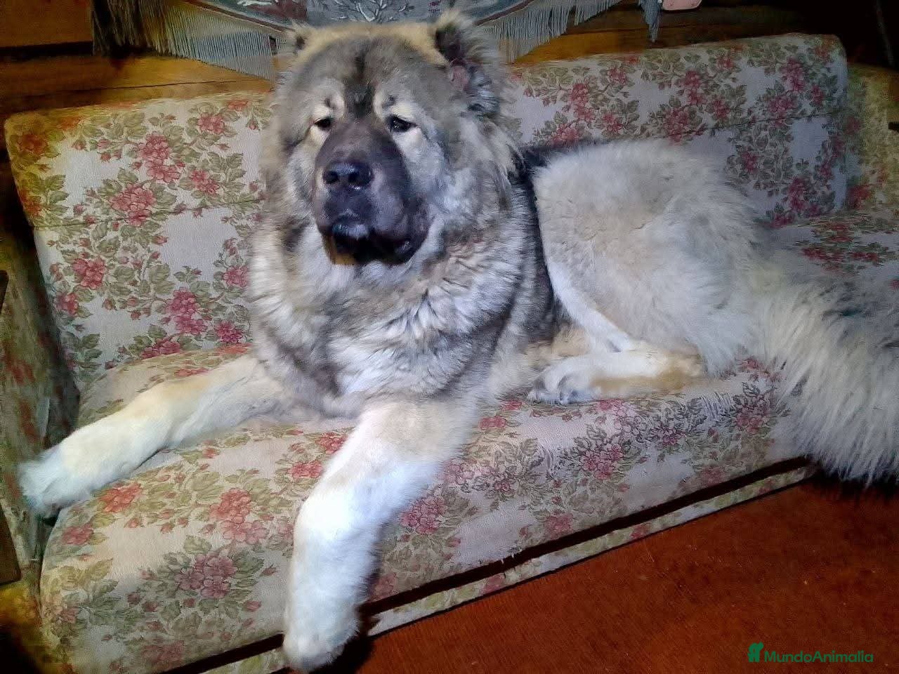 Pastor del Cáucaso perros Cachorros  - Anuncio 1