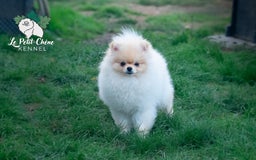 Pomerania perros en venta: Pomerania macho color crema  - Imagen 3