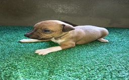 Pequeño Lebrel Italiano perros en venta: Pícolo  - Anuncio 4