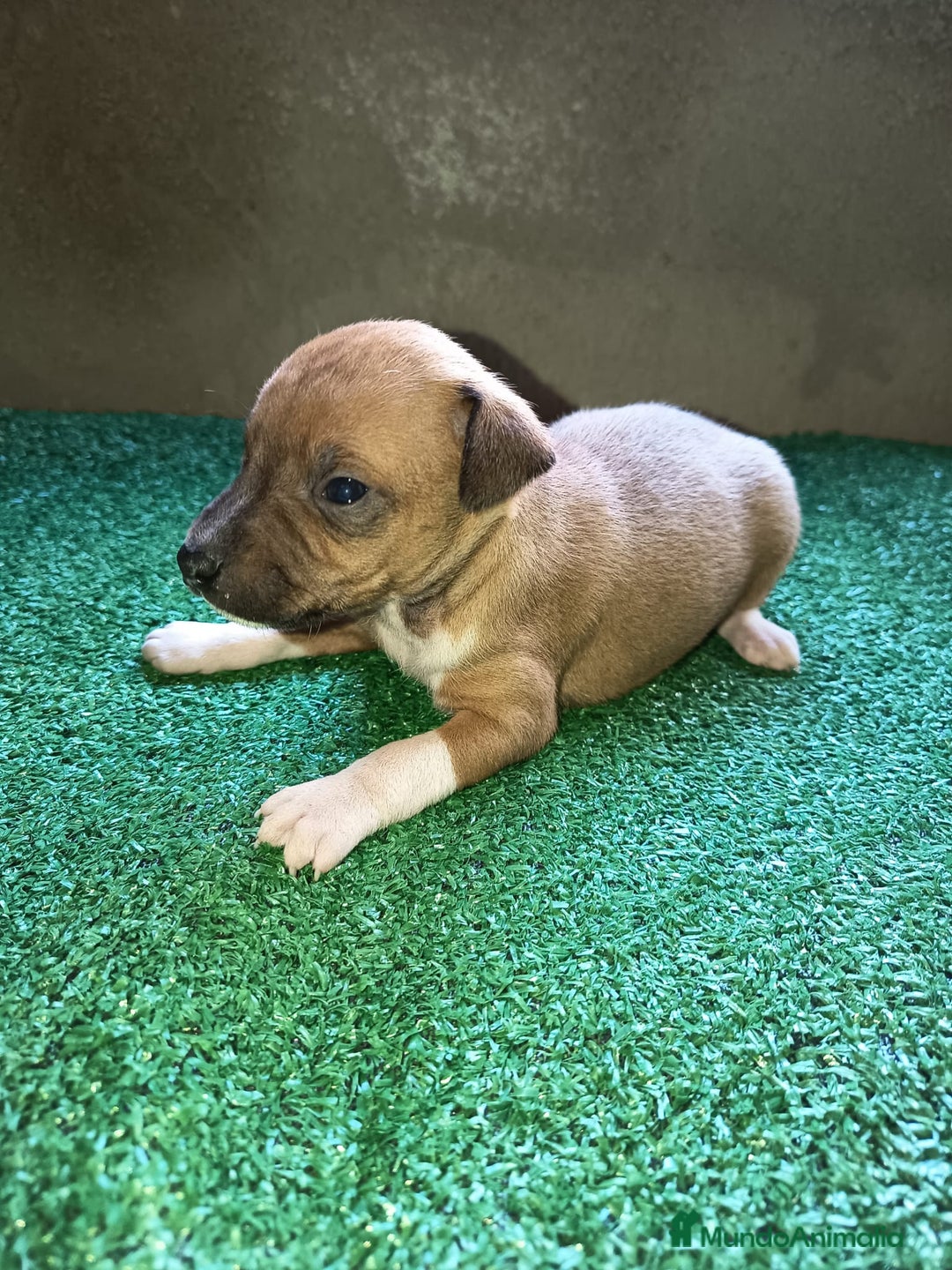 Pequeño Lebrel Italiano perros en venta: Pícolo  - Anuncio 4