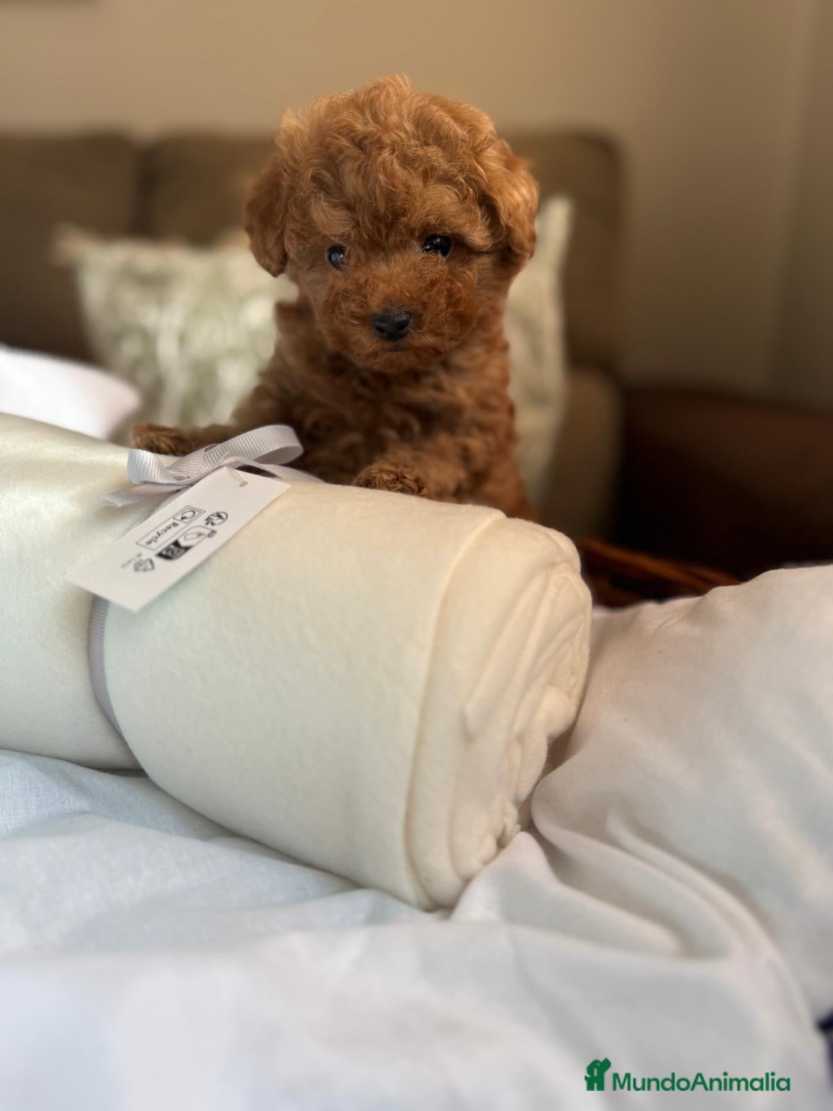 Caniche Toy perros Caniche Toy macho disponible  - Anuncio 1