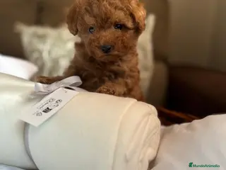 Caniche Toy perros Caniche Toy macho disponible - Anuncio 1