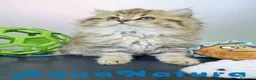 Británico de Pelo Largo gatos en venta: Scottish Straight Longhair Hembra 1852 AQUANATURA - Anuncio 5