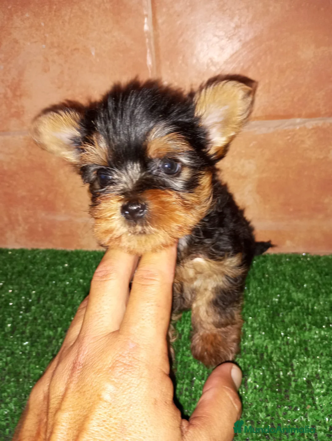 Yorkshire Terrier perros en venta: Yorkshire  - Anuncio 1