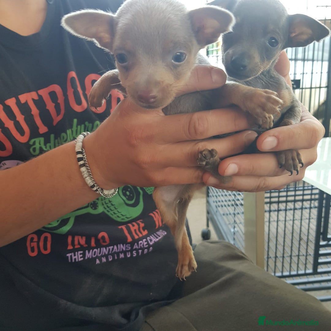 Ratón de Praga perros en venta: Raton de Praga  - Anuncio 9