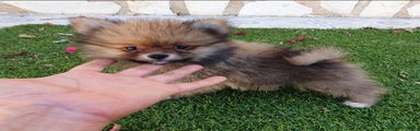 Pomerania Cachorro 1