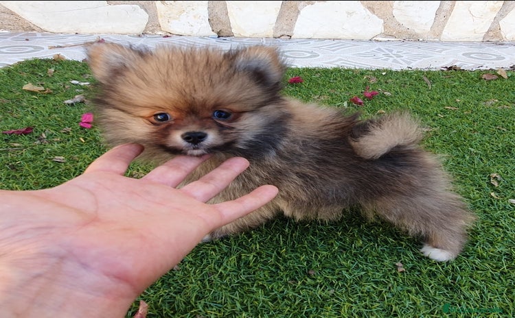 Pomerania perros - Anuncio 16