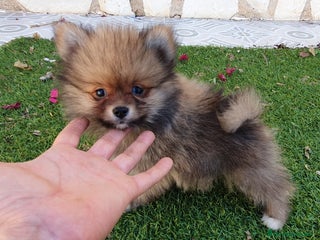 Pomerania perros - Anuncio 24