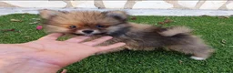 Pomerania perros en venta: Pomerania Toy - Anuncio 6