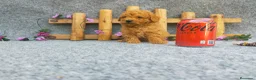 Caniche Toy perros en venta: PRECIOSOS CANICHE  ROJO LINEA TOY  - Anuncio 14