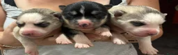 Husky Siberiano perros en venta: Siberian husky camada - Anuncio 2