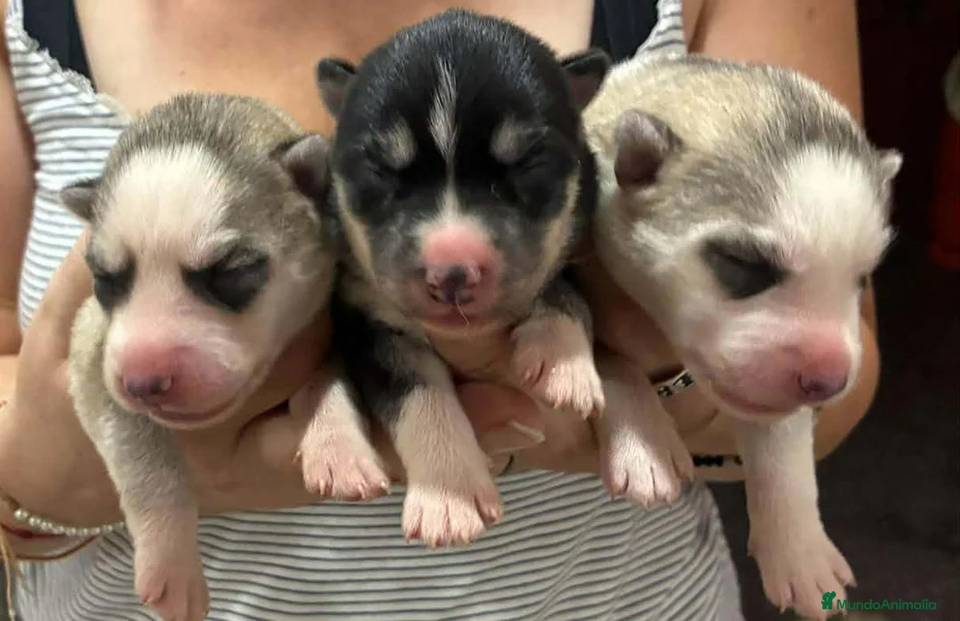 Husky Siberiano perros en venta: Siberian husky camada - Anuncio 2