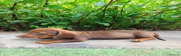 Teckel Miniatura perros en venta: TECKEL CHOCOLATE MINIATURA - Anuncio 4