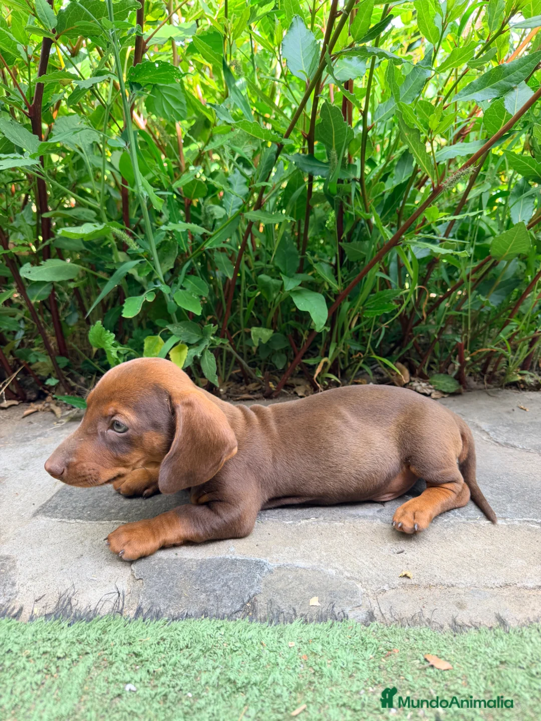 Teckel Miniatura perros en venta: TECKEL CHOCOLATE MINIATURA - Anuncio 4