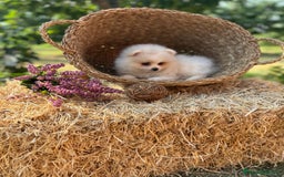 Pomerania perros en venta: Pomerania blanco crema fotos actuales  - Imagen 3