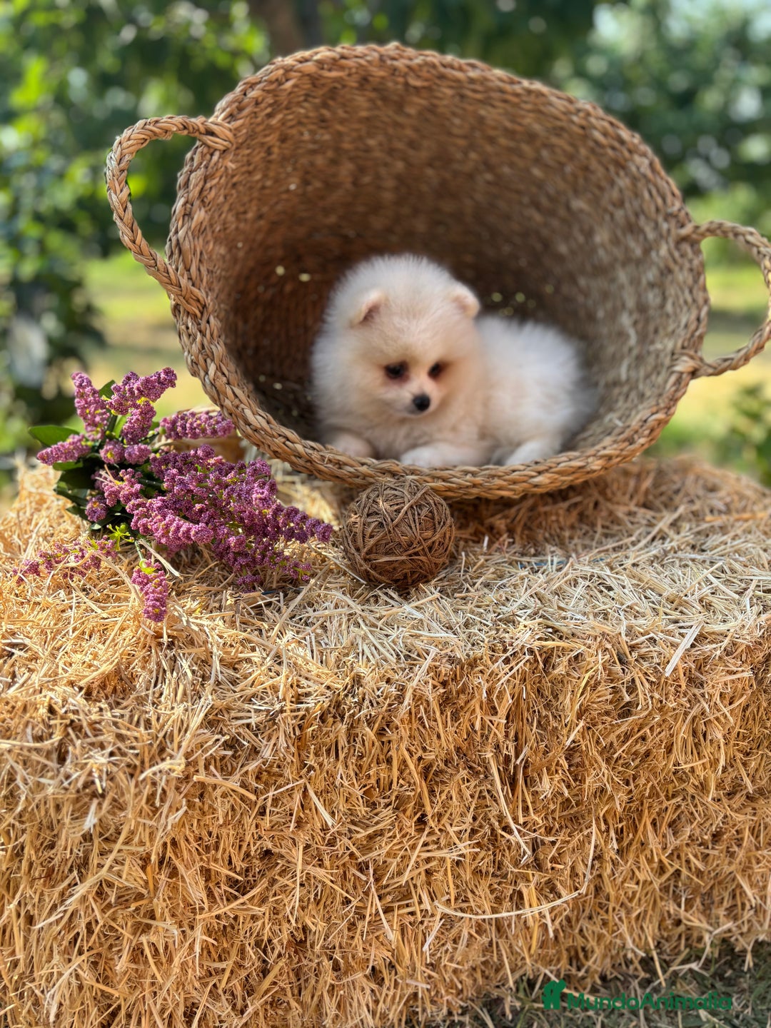 Pomerania perros en venta: Pomerania blanco crema fotos actuales  - Imagen 3