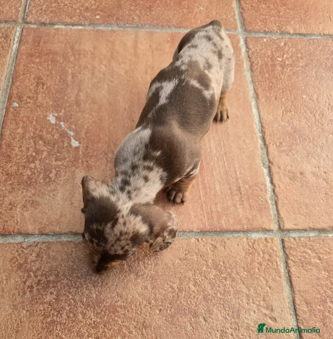 Teckel Miniatura perros en venta: Cachorros raza Teckel  en Granada - Anuncio 7