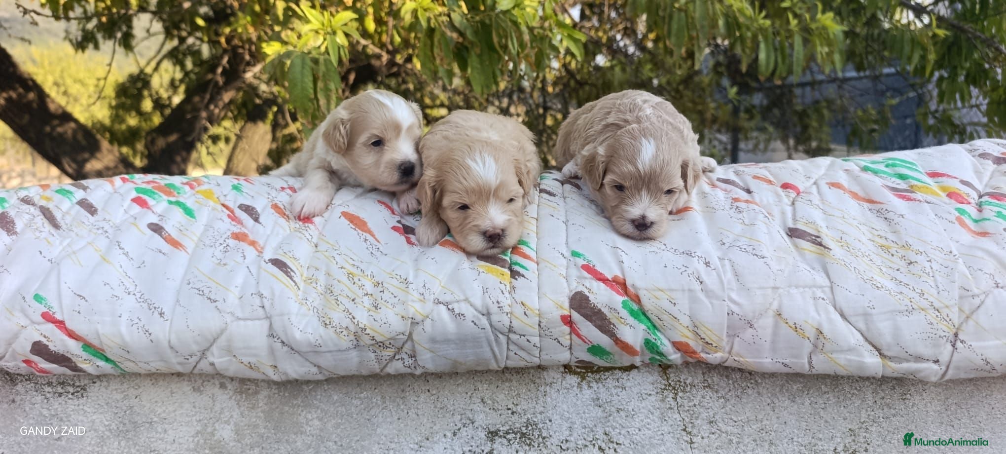 Maltipoo perros MALTIPOOS - Anuncio 1