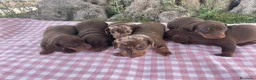 Teckel perros en venta: Cachorros Teckel  - Anuncio 17