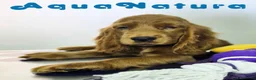Cocker Spaniel Inglés perros en venta: Cocker Spaniel Hembra - Anuncio 10