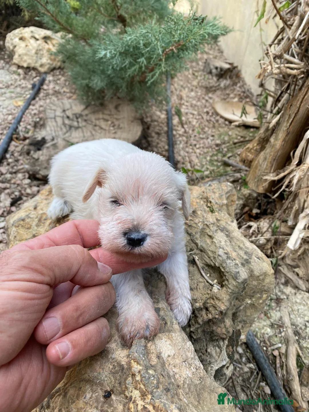 Schnauzer Miniatura perros en venta: Schnauzer blanco mini  en Segovia - Anuncio 2