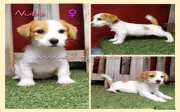 Jack Russell Terrier perros en venta: Jack Russell Terrier - Imagen 1