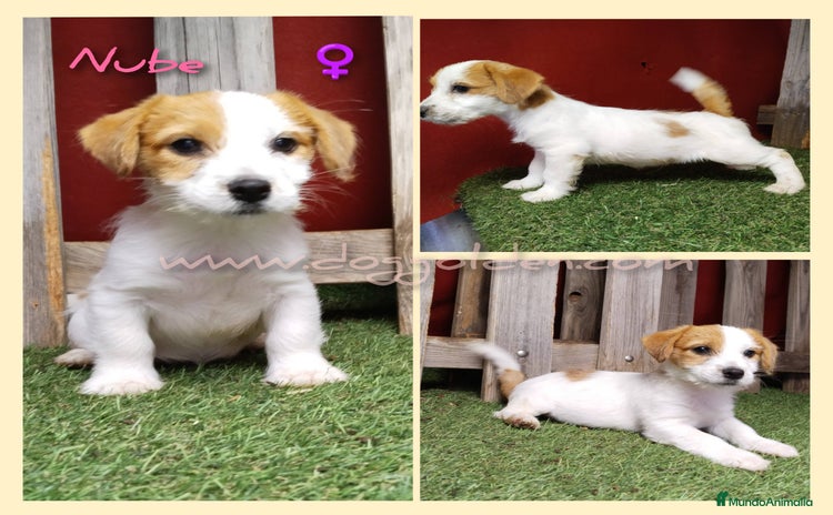 Jack Russell Terrier perros - Anuncio 1