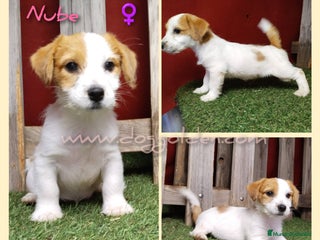 Jack Russell Terrier perros - Anuncio 19